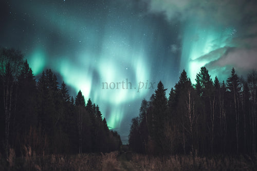 Northern lights over dark forest at night