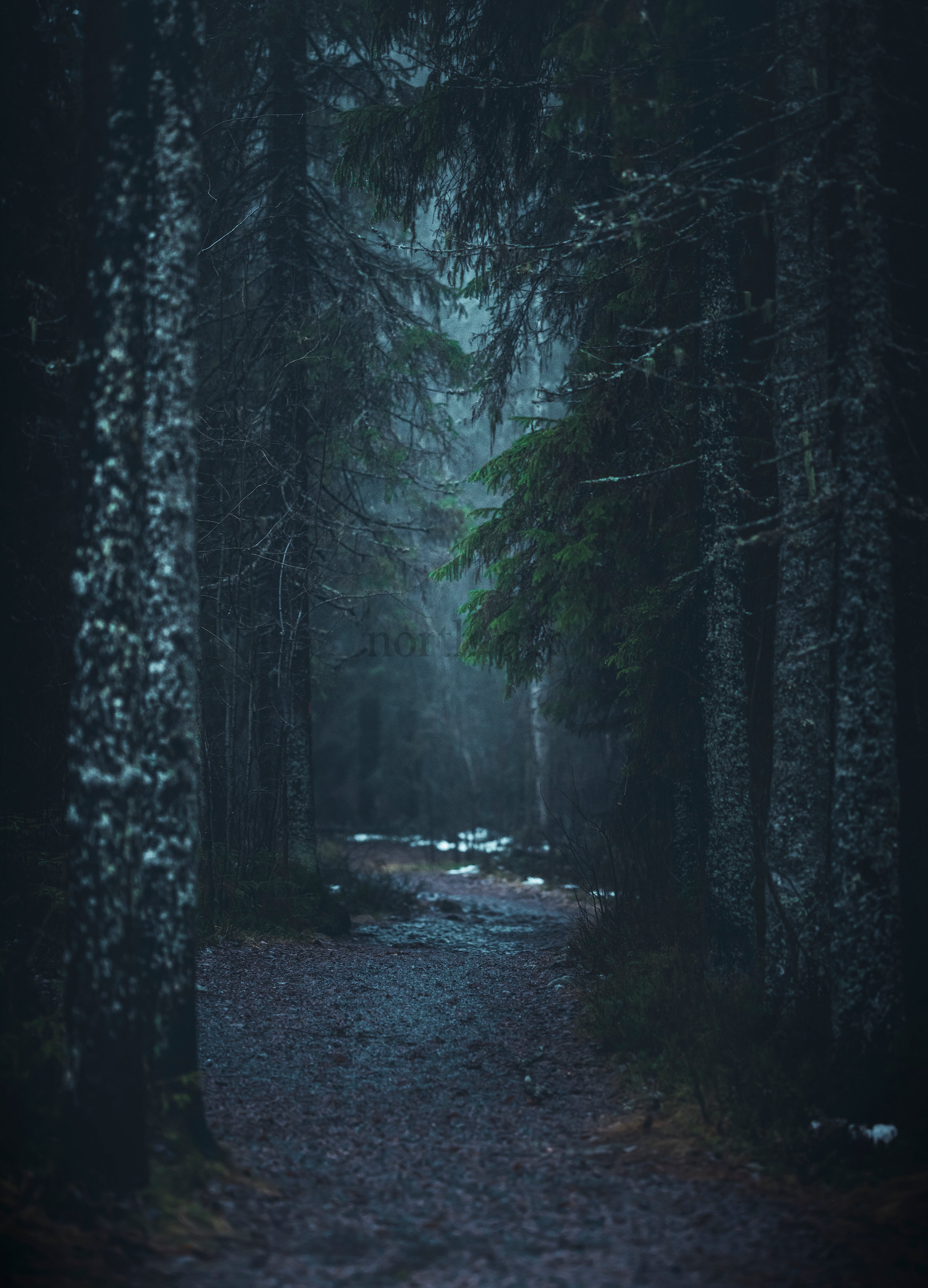 Path through a conifer forest at dusk