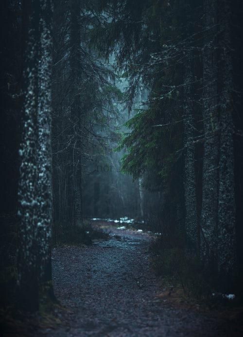 Path through a conifer forest at dusk