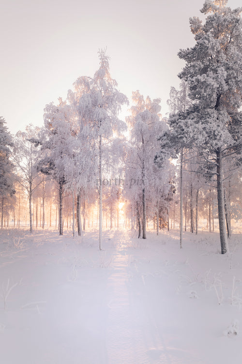 Snötäckta skogsträd mot den låga vintersolens motljus