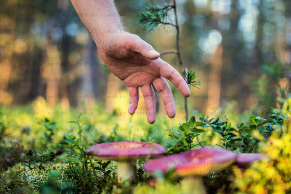 Hand reaching toward mushrooms on forest floor at sunset