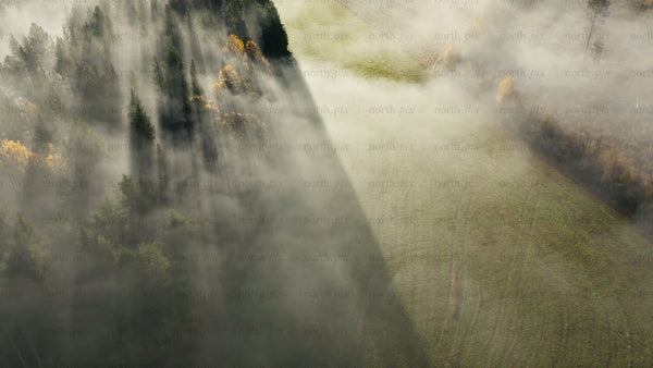 Aerial misty autumn forest: Drone view of fog, trees, and meadow