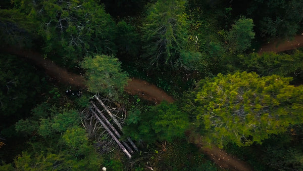 Mountain biker riding downhill on a forest trail