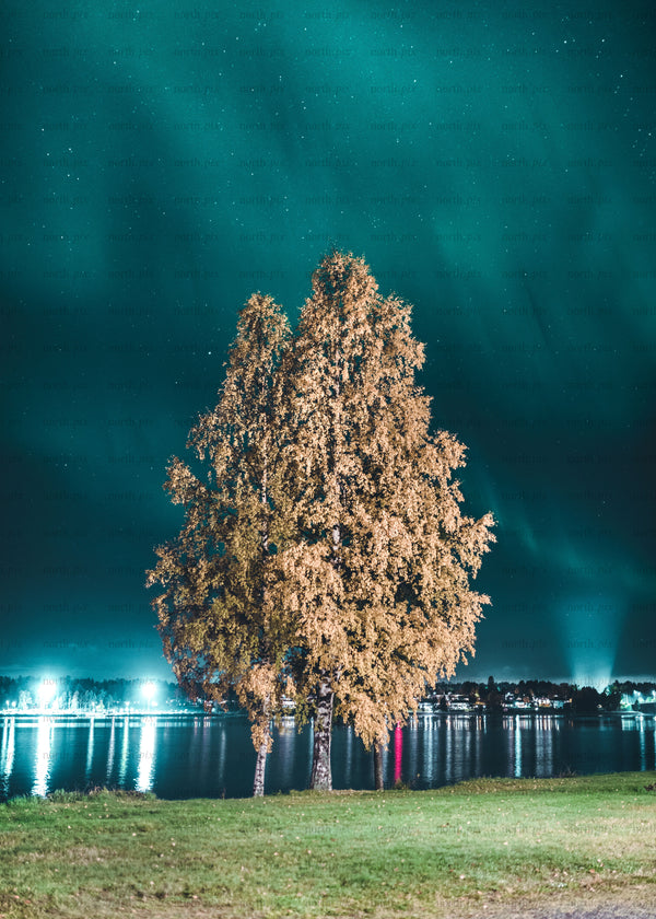 Two birch trees by lake at night, autumn