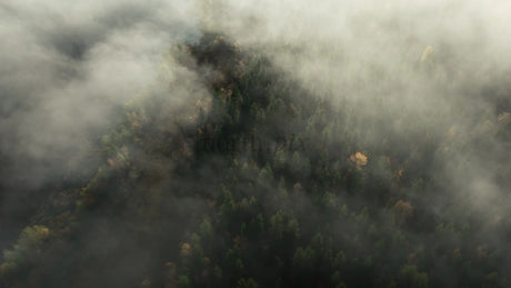 Aerial View of Misty Autumn Forest