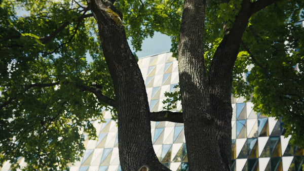 Modern architecture building with triangular glass facade behind a tree in the city
