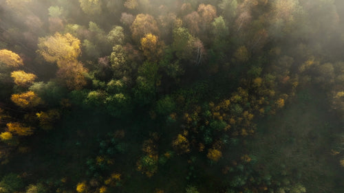 Flygfoto över dimmig höstskog vid soluppgång