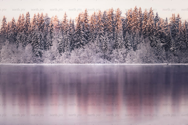Snow-covered forest and frozen lake with sunrise reflection