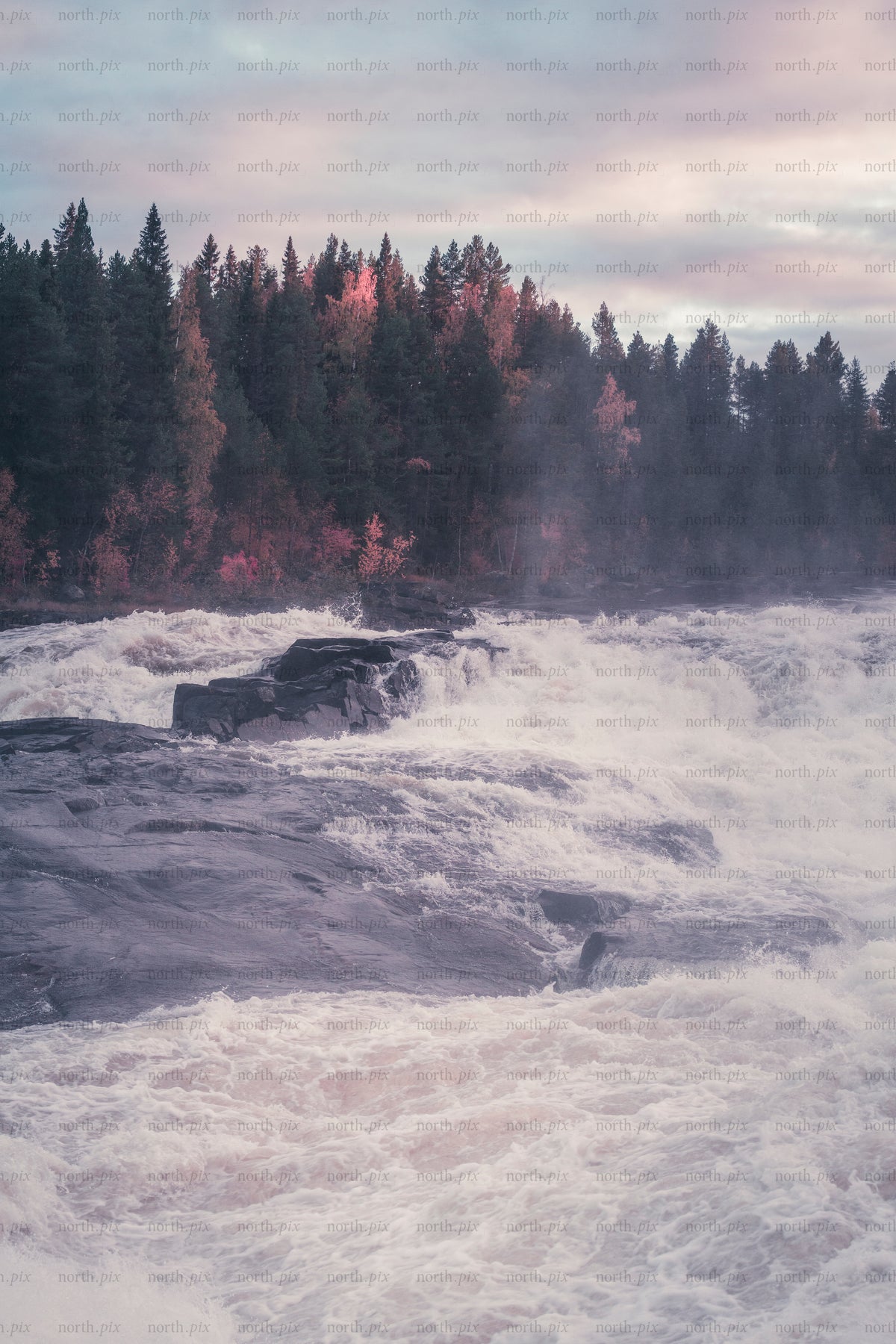 Autumn river rapids with forest and morning mist