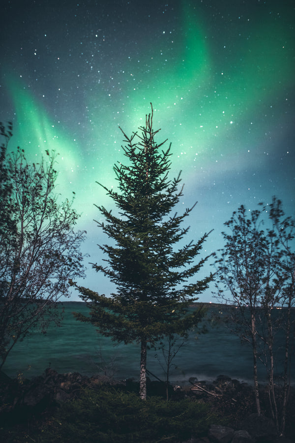 Evergreen tree beneath green Aurora over rocky shoreline