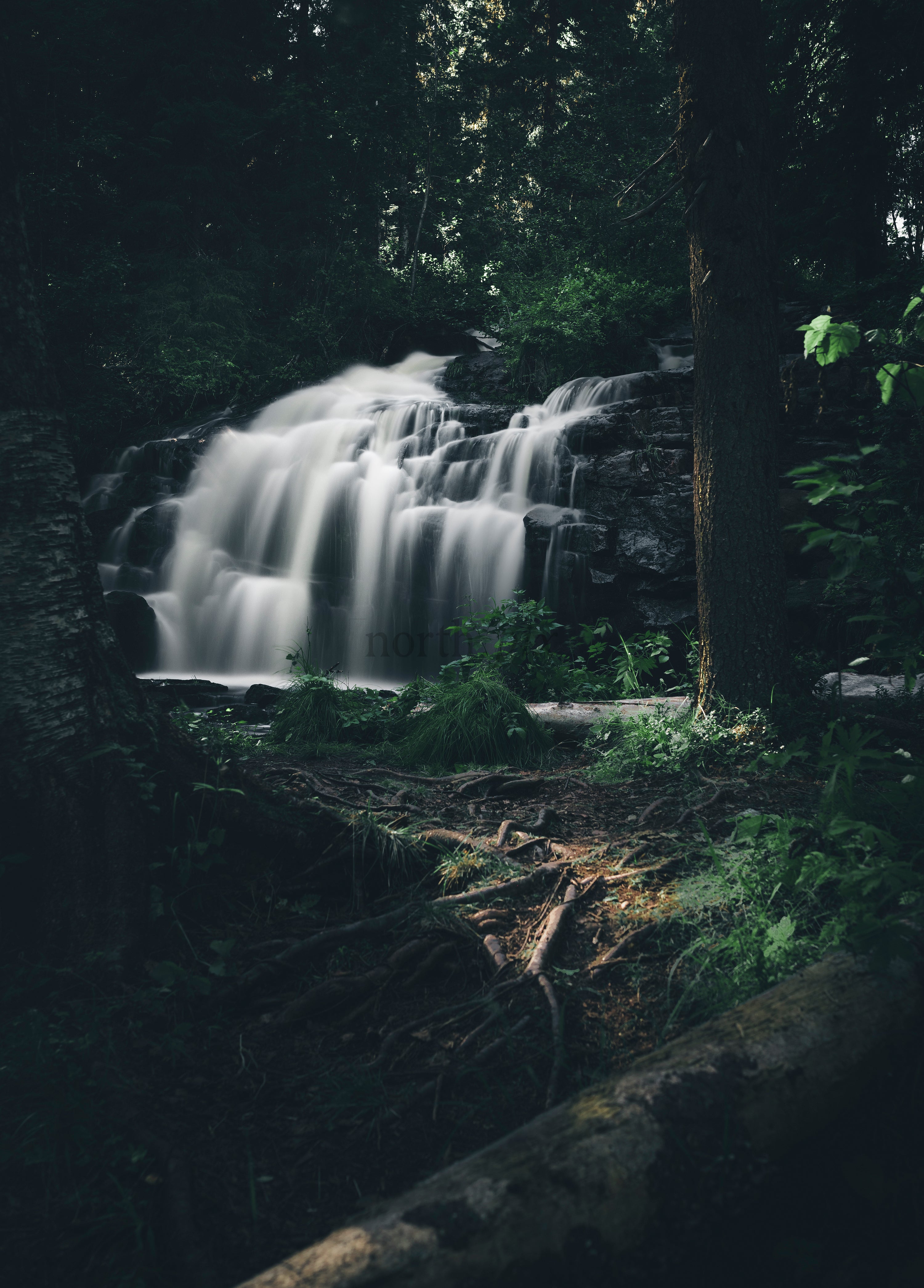 Silky waterfall in dense forest with exposed roots