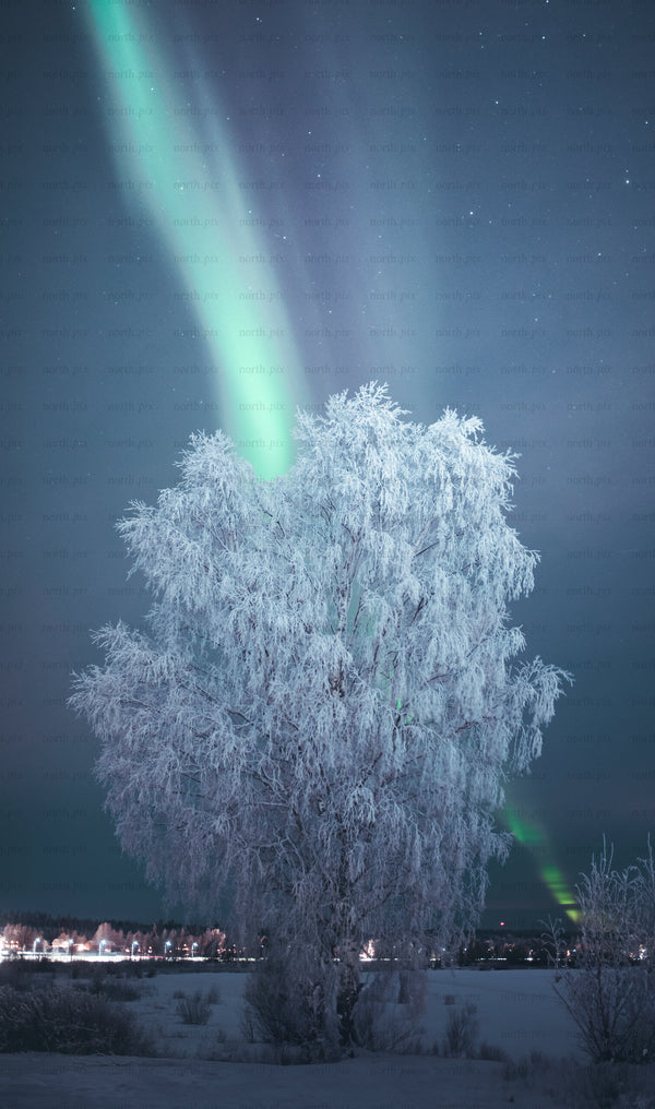 Frost-covered tree under aurora borealis at night