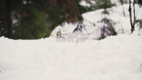 Fatbike Cycling Through Deep Snow in a Winter Forest in Luleå, Sweden