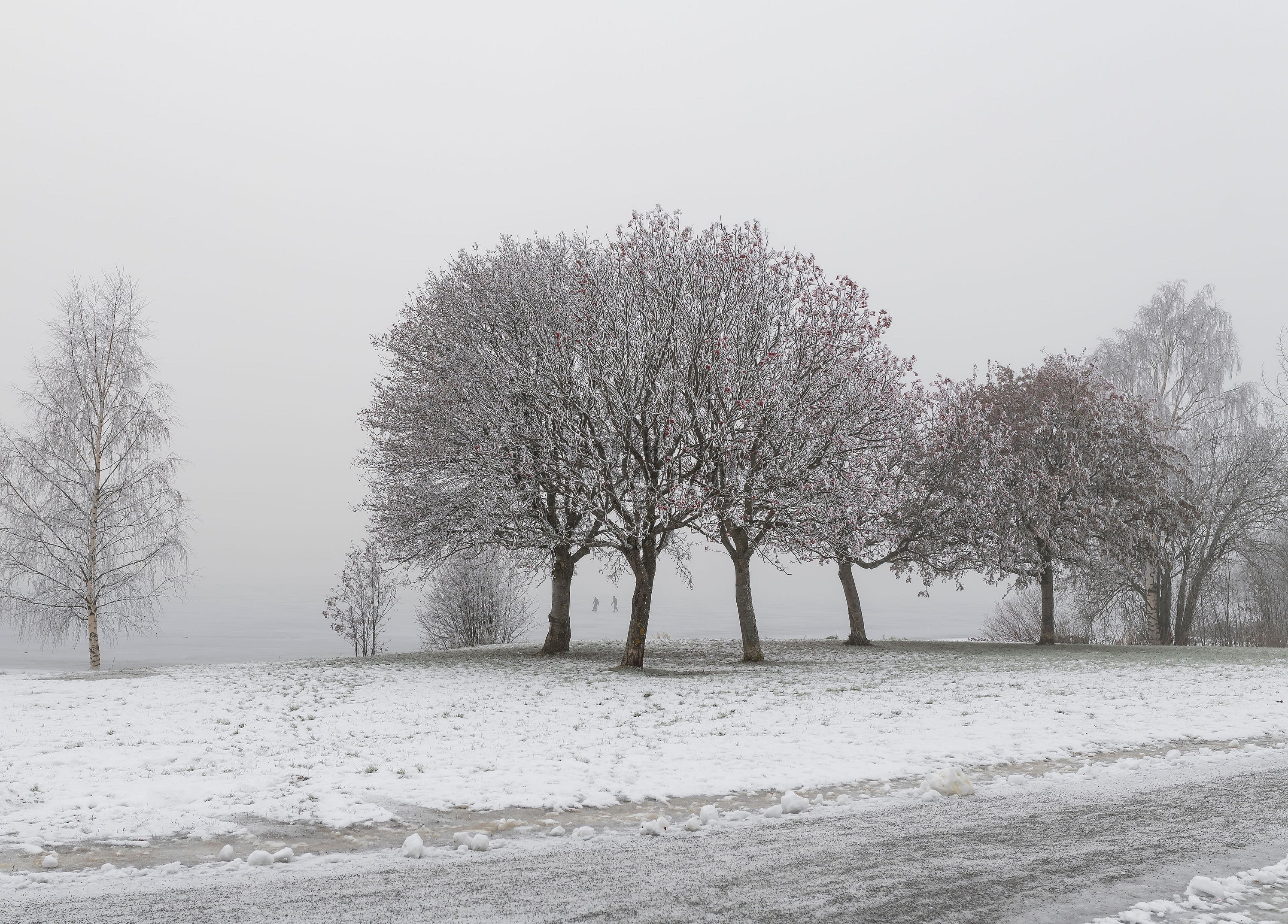 Group of trees on a snowy lakeshore in winter morning