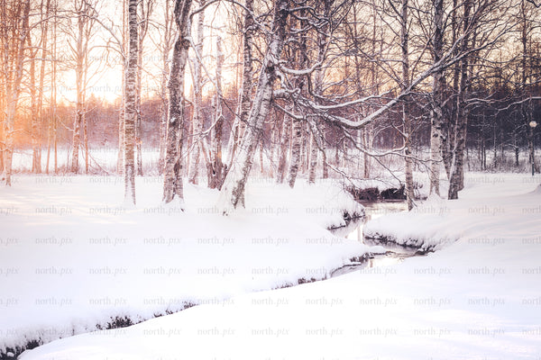 Birch trees and stream in winter sunrise light