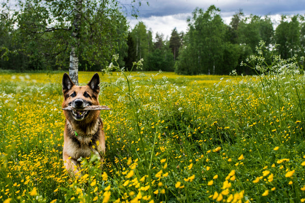 Dog with stick in a summer meadow, daytime