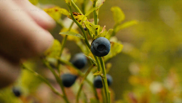 Picking blueberries in the Luleå archipelago on a bright summer day