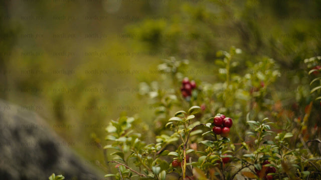 Picking lingonberries in Luleå archipelago on a bright summer day