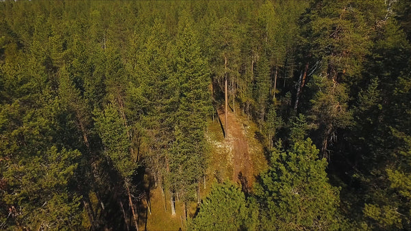 Summer fatbiking in Sandön, Luleå: A drone's eye view of Swedish forest trails