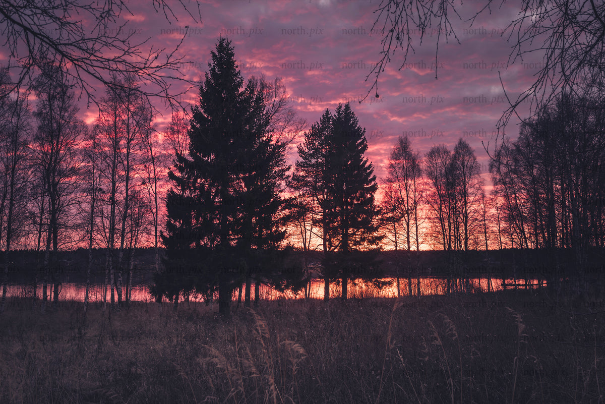 Pine and birch silhouettes at lakeside sunset