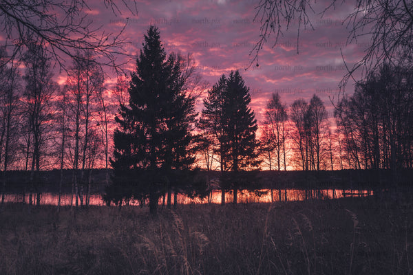 Pine and birch silhouettes at lakeside sunset