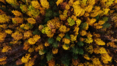 Aerial Drone View of Autumn Forest in Luleå, Sweden During Golden Hour
