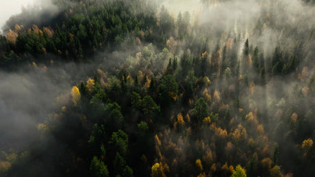 Aerial View of Misty Autumn Forest