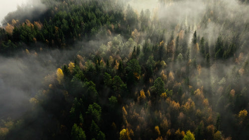 Flygfoto över dimmig höstskog