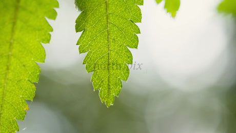 Macro Close-Up of Vibrant Green Leaves Swaying in the Summer Breeze