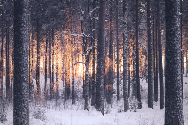 Sunset light through snowy pine forest trunks