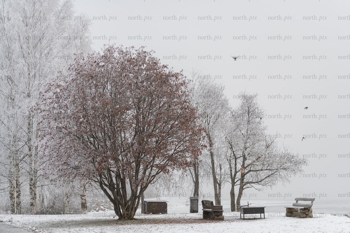 Trees and benches on a snowy lakeshore, winter day