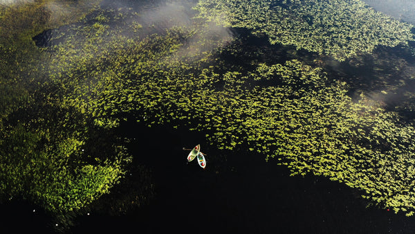 Foggy summer morning fishing on a lake covered in lily pads in Luleå