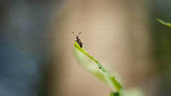 Macro insect on a green leaf: Close-up of nature's tiny details with soft focus and zoom