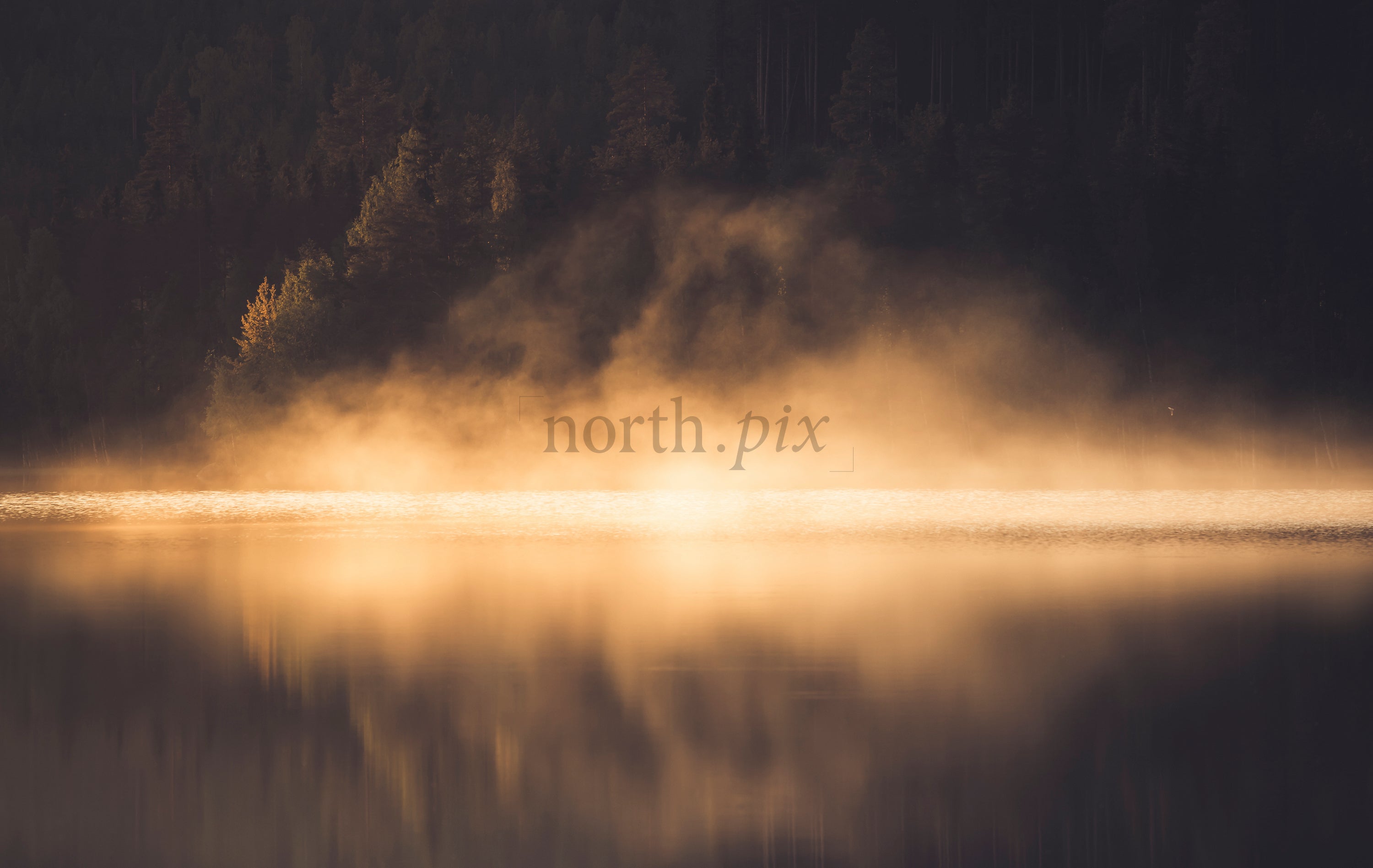Mist rising over lake at sunrise, forest shore