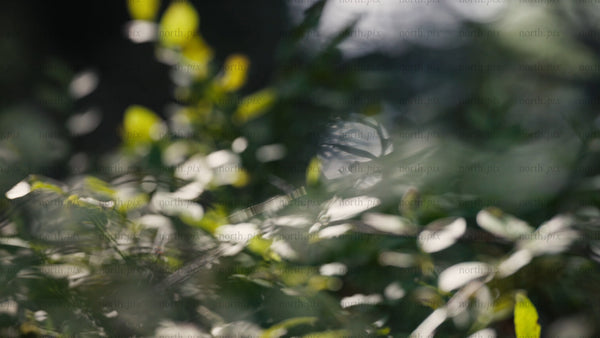 Macro forest floor plants with sunlight shining through leaves