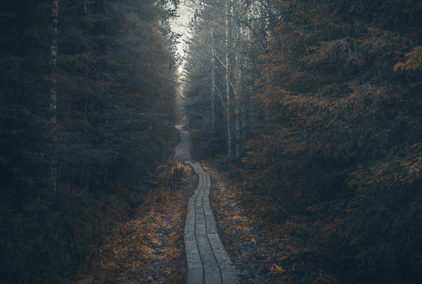 Wooden boardwalk trail through autumn forest