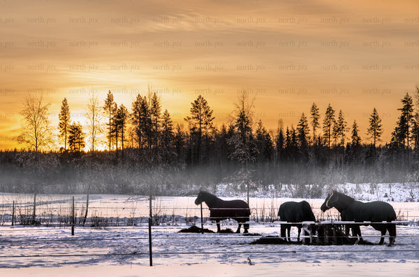 Horses in snowy pasture at sunset