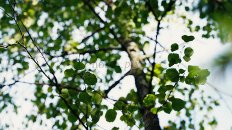 Summer Forest Macro: Slow Motion Tracking Shot Through Lush Green Leaves and Pine Needles