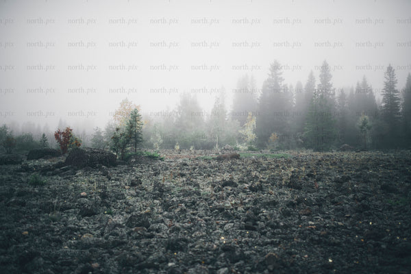 Foggy rocky field with pine forest in autumn morning