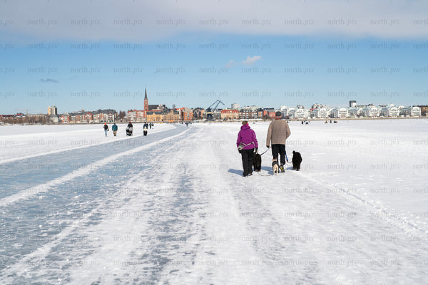 People walking dogs on frozen sea in winter