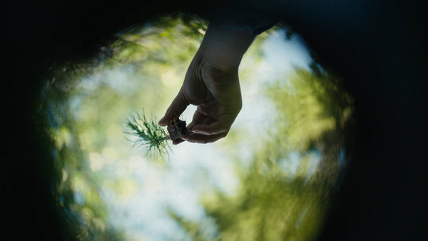 Macro shot of hand picking pine cone sprout in forest with blurry camera movement
