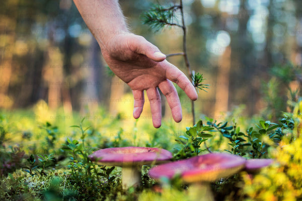 Hand reaching toward mushrooms on forest floor at sunset