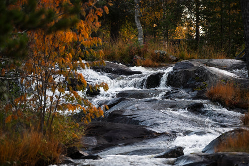 Höstbäck som forsar över stenar i skogen