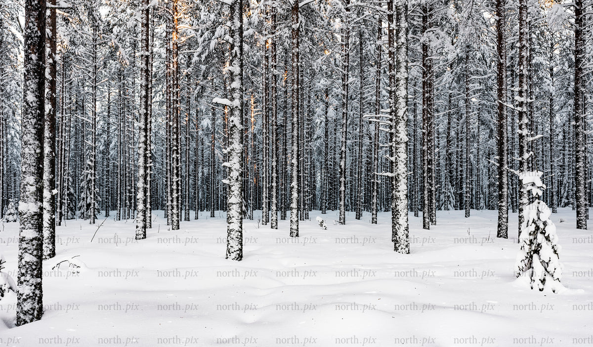 Snow-covered pine forest in winter morning