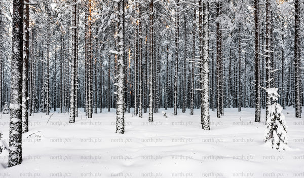 Snow-covered pine forest in winter morning