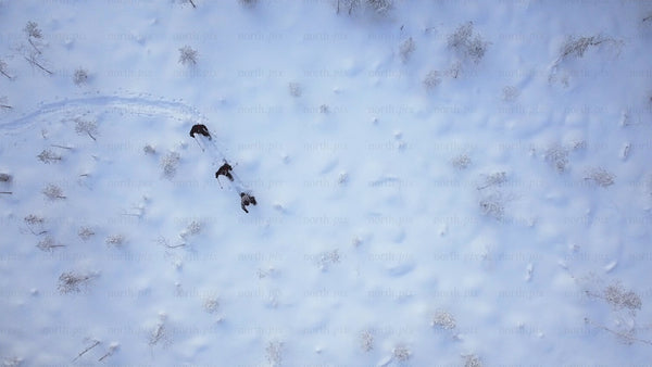 Aerial view of people snowshoeing in Gunnarsbyn