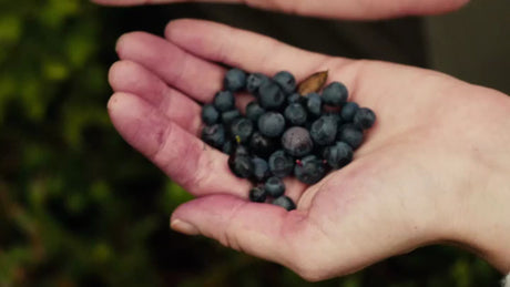 Hand Holding Freshly Picked Blueberries in Luleå, Sweden, Summer Day