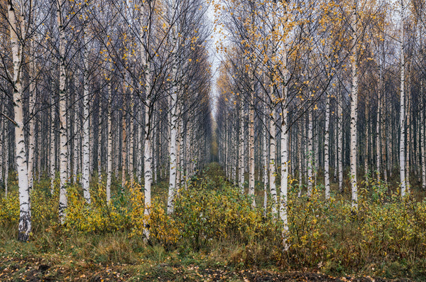 Symmetrical birch alley in an autumn forest