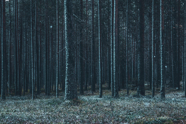 Snow-dusted pine forest with tall straight trees
