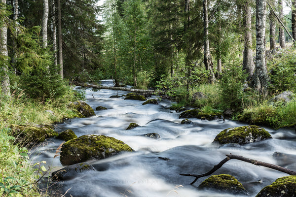 Long exposure stream flowing through mossy forest with birch